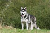 SIBERIAN HUSKY 824